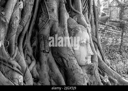 Buddha Gesicht in einem Baum, wo die Banyan Bäume in den Wurzeln, wo viele Touristen kommen, um in Thailand zu sehen. Stockfoto