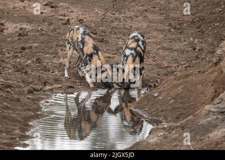 Sambia, South Luangwa National Park. Afrikanische Wildhunde (WILD: Lycaon pictus) aus dem Manzi Pack trinken. Stockfoto