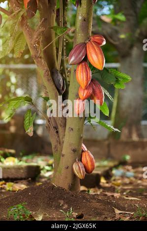 Schokoladenbaum auf dem Bauernhof. Kakaoschoten hängen im unscharfen Farmhintergrund an einem Baum Stockfoto