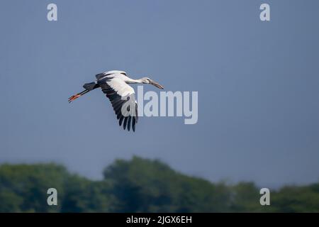 Asiatischer Opener oder asiatischer Opener-Storch (Anastomus oscitans) im Flug bei shivdaspura. Stockfoto