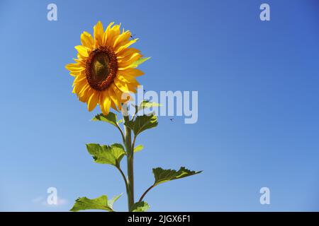 Sonnenblumen in blauer Himmel Stockfoto