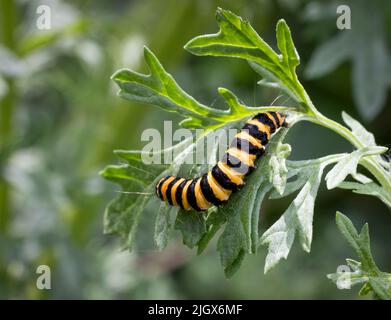 Die gelbe und schwarze Raupe der Cinnabar Moth (Tyria jacobaeae), die sich von den Blättern einer Ragwürzepflanze ernährt Stockfoto