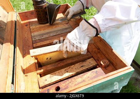 Imker kontrolliert die Honigproduktion eines Bienenstocks Stockfoto