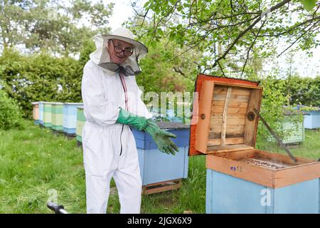 Gealterte Imkerin, die Handschuhe anziehen, um sich während der Arbeit vor Bienen zu schützen Stockfoto
