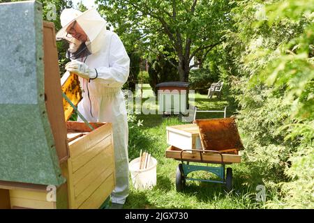 Imker, der Honig aus einem künstlichen Bienenstock entfernt Stockfoto