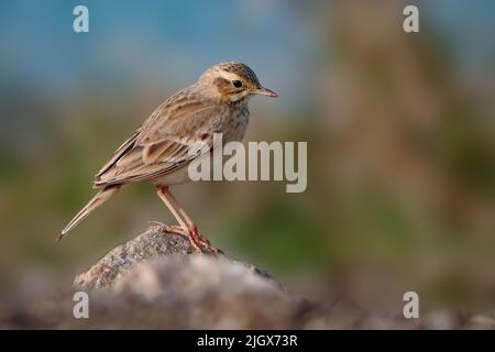 Paddy Field Piper Bird oder Oriental Piper Bird auf dem Ackerland. Stockfoto