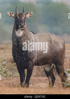 Ein männlicher Nilgai (Boselaphus tragocamelus), auch bekannt als Blauer Bulle Stockfoto