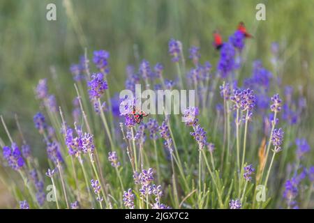 Blütenstängel der wilden echten Lavendel (Lavandula angustifolia) wachsen dicht am Col du Royer auf dem Hochplateau von Serre Chauvière in den Vercors-Bergen, Frankreich. Ein tagaktiver Falter mit rot-schwarz gemusterten Flügeln, wahrscheinlich ein Zottenflügel (Gattung Zygaena), ruht auf einem der Stängel. Der wilde Lavendel zieht viele Insekten an. Stockfoto
