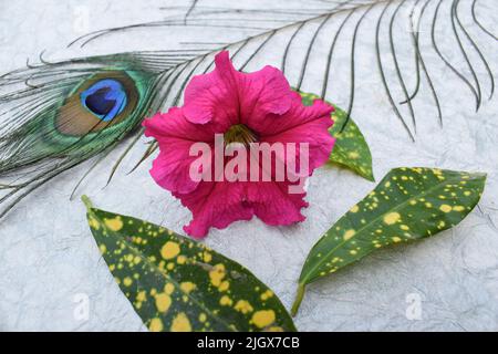 Dekoratives Set aus dunkel leuchtend rosa Petunia mit grün gelben Croton-Blättern und Weichzeichnung Pfauenfeder auf weißem Hintergrund. Geeignet für Tapeten und Stockfoto