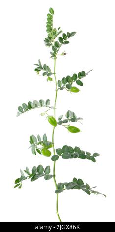 Grüne Kichererbsen verzweigen isoliert auf weißem Hintergrund. Kichererbsen in der Hülse und Blumen Stockfoto
