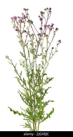 Cirsium arvense Busch mit Blumen, isoliert auf weißem Hintergrund. Kräutermedizin. Beschneidungspfad Stockfoto