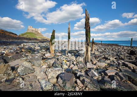 Felsiger Strand unterhalb von Lindisfarne Castle bei Ebbe, Holy Island, Northumberland, England, Vereinigtes Königreich, Europa Stockfoto