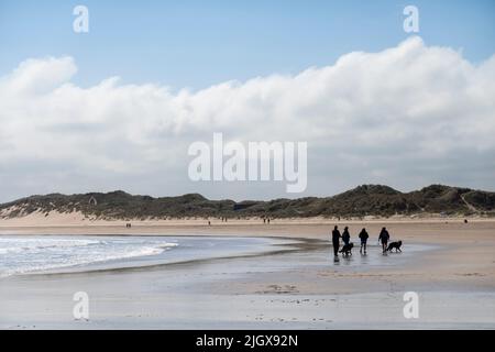 Hundewanderer bei Ebbe am Beadnell Bay Beach, Beadnell, Northumberland, England, Vereinigtes Königreich, Europa Stockfoto