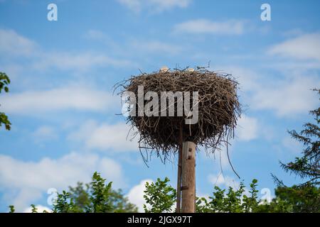 Storch wieder in ihre Nester im Frühling, das Storchennest, die beiden Störche, Stockfoto