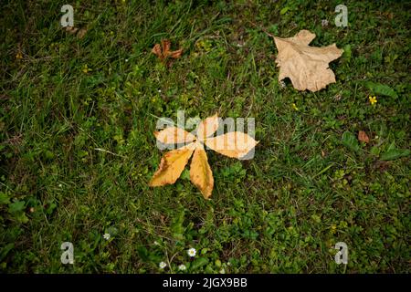 Unschärfe-Effekte bei Herbstblättern. Grün und orange Herbstblätter Hintergrund. Im Freien. Buntes Hintergrundbild von herbstlich trockenen Blättern. Grünes Gras auf dem Rasen. Stockfoto