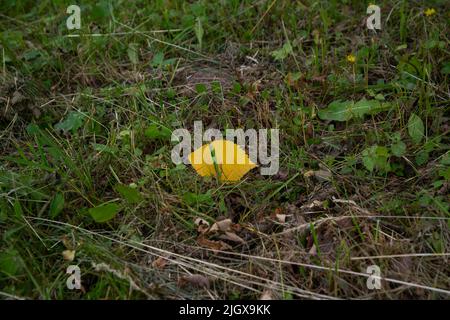 Herbst gefallene Blätter im grünen Gras Stockfoto