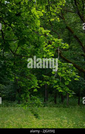 Grüner Sommerwald mit nassen Blättern und moosbedeckten Steinen Mit grünem Laub Stockfoto