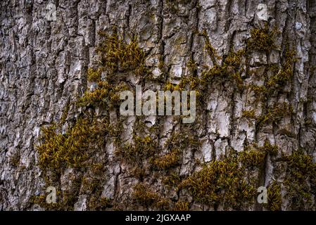 Geprägte Textur der braunen Rinde eines Baumes mit grünem Moos und Flechten darauf. Erweitertes Rundpanorama der Rinde einer Eiche. Stockfoto