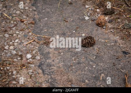 Ein Kegel aus Kiefern liegt auf der Asphaltstraße Stockfoto
