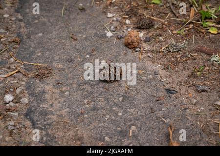 Ein Kegel aus Kiefern liegt auf der Asphaltstraße Stockfoto