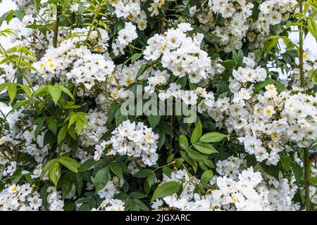 Kletterrose Möwenblüten blühen im Sommergarten Stockfoto