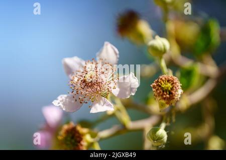 Kleine Wildblumen auf einem grünen und blauen Hintergrund in einer sehr nahen Aufnahme der Makrofotografie. Stockfoto