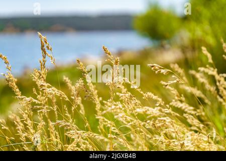 Goldene Spitzen von der Sonne auf blauem und grünem Hintergrund an einem sonnigen Sommertag. Stockfoto