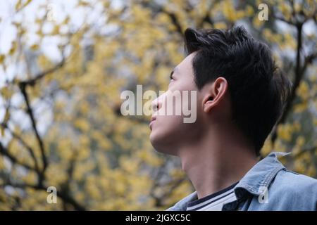 Blick aus dem niedrigen Winkel auf den hübschen jungen asiatischen Mann, Blick auf den Blütenbaum der gelben Pflaume Stockfoto