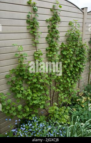 Espalier weiche Obstbüsche wachsen gegen einen Gartenzaun Stockfoto