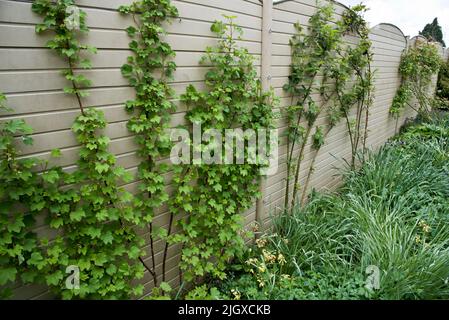 Espalier weiche Obstbüsche wachsen gegen einen Gartenzaun Stockfoto