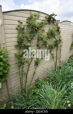 Weiche Obststräucher wachsen gegen einen Gartenzaun Stockfoto