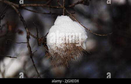 Schnee auf Ästen im Winterwald Stockfoto
