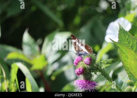 Ein weißer Admiral auf Thistle Stockfoto