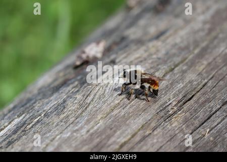 Gelbe Räuberfliege, die auf einem Baumstumpf ruht Stockfoto