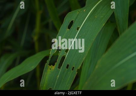 Mais in der Regenzeit mit wenig Sonnenlicht, beeinflusst das Wachstum von Mais. Stockfoto