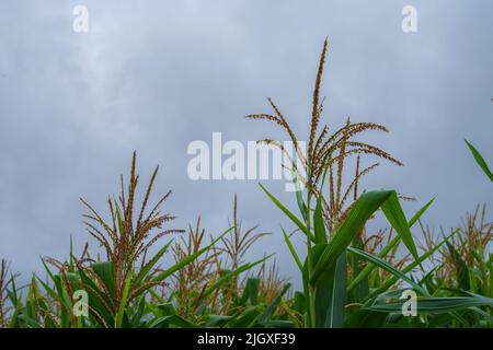 Mais in der Regenzeit mit wenig Sonnenlicht, beeinflusst das Wachstum von Mais. Stockfoto