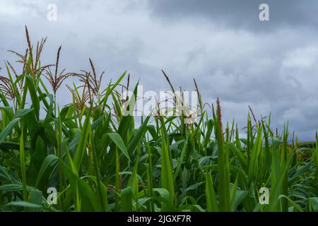 Mais in der Regenzeit mit wenig Sonnenlicht, beeinflusst das Wachstum von Mais. Stockfoto