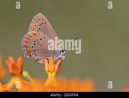 Coral Hairstreak (Satyrium titus) nectaring on Butterfly Milkweed - Pinery Provincial Park, Ontario, Kanada Stockfoto