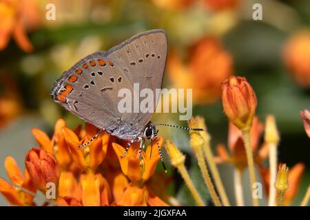 Coral Hairstreak (Satyrium titus) nectaring on Butterfly Milkweed - Pinery Provincial Park, Ontario, Kanada Stockfoto