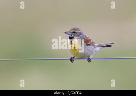 Männlicher Dickcissel (Spiza americana), der auf einem Zaun thront - Sarnia, Ontario, Kanada Stockfoto