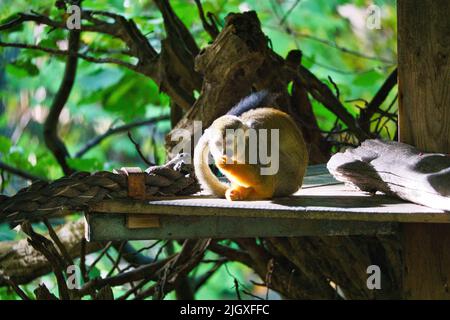 Eichhörnchen Affen sitzen auf einer Plattform und Essen nehmen. Auf einem Baum, der in Blätter gehüllt ist. Tierfoto eines Affen Stockfoto