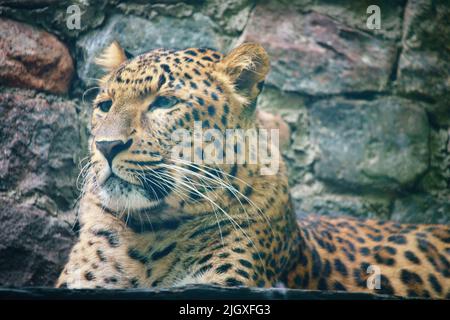 Jaguar liegt hinter Gras. Gepunktetes Fell. Die große Katze ist ein Raubtier. Blick auf den Betrachter. Tierfoto eines Jägers Stockfoto