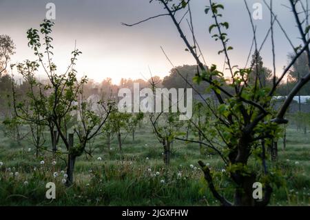 Orchard in Virginia, Irland. Stockfoto