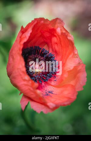 Nahaufnahme der Details in einer blühenden Mohnblume. Stockfoto