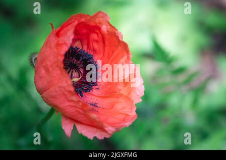 Nahaufnahme der Details in einer blühenden Mohnblume. Stockfoto