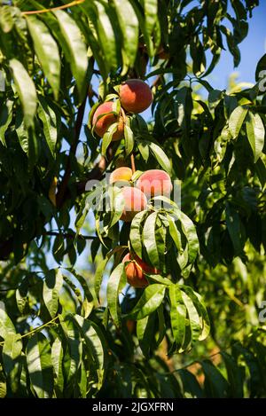 Reife und saftige Pfirsiche auf einem Ast. Bio-Bauernhof oder Hausgarten Stockfoto