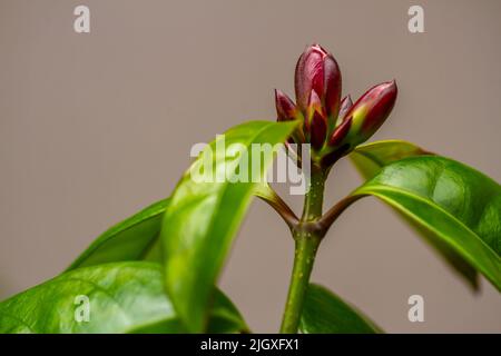 Kletterpflanze Oleander Blume, die lila Blütenblätter, grüne Blätter, isoliert auf einem braunen Hintergrund hat Stockfoto