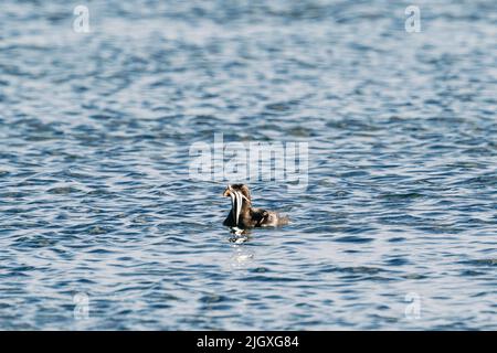 Seitenansicht eines Nashauklet mit einem Mund voller Sandlanze Stockfoto