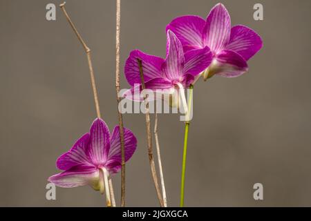 Die Blüte einer blühenden Orchidee ist hellviolett, isoliert auf einem braunen Hintergrund Stockfoto