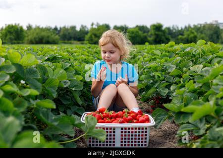 Kind sitzt auf dem Feld mit Erdbeeren im Korb. Mädchen pflücken und essen Erdbeere auf der Farm in der Sommersaison. Stockfoto